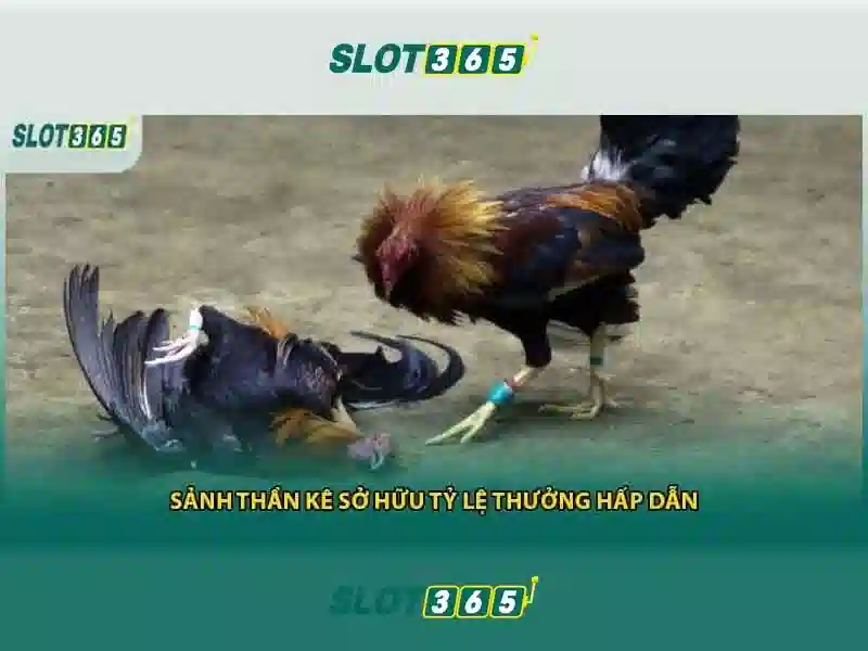 Slot365 – Nền tảng cá cược trực tuyến an toàn